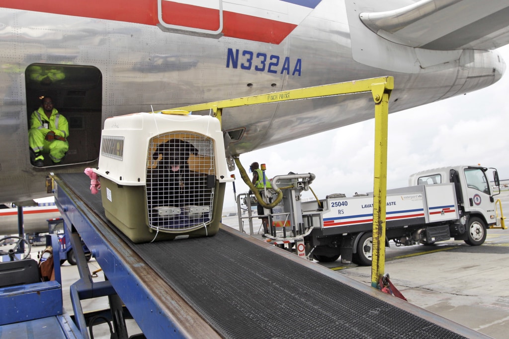 American deals pet transport