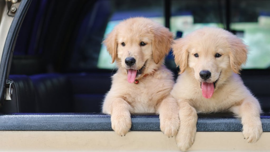 Puppies reach peak cuteness at 8 weeks old according to study