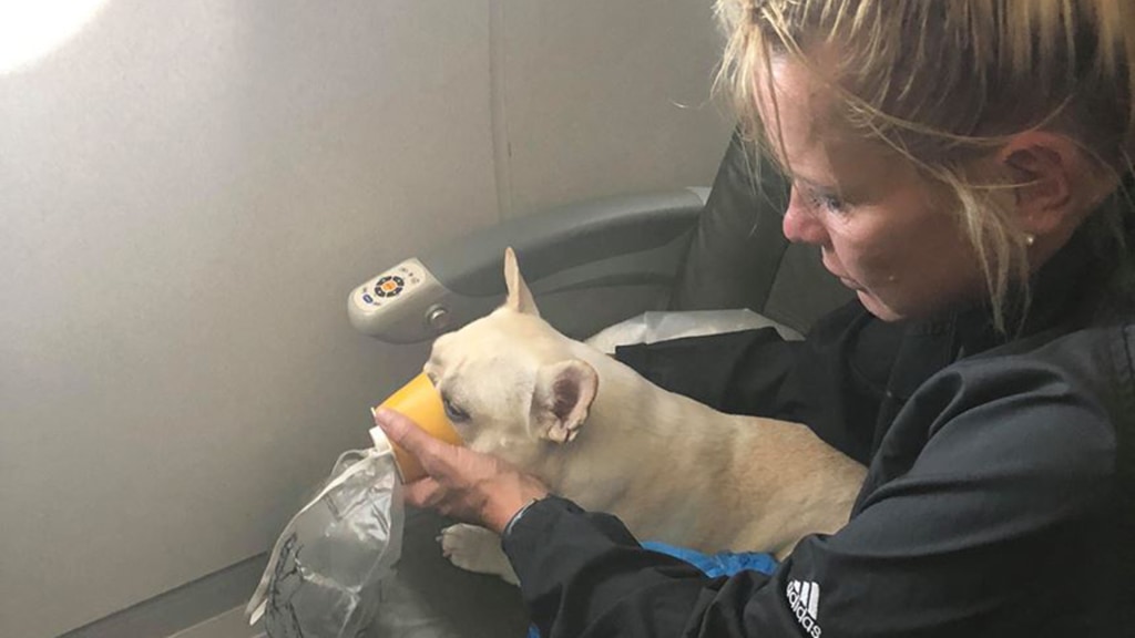 Flying with dog best sale jetblue
