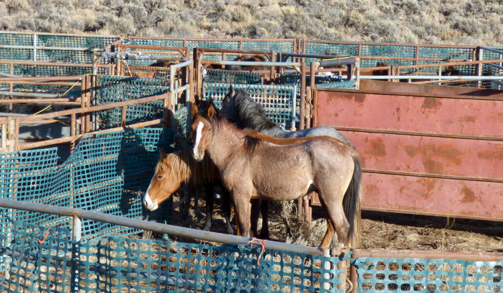 リマスター盤！WILD HORSES & STAND YOUR GROUND WILD HORSES - Stand Your Ground - Amazon.com Music