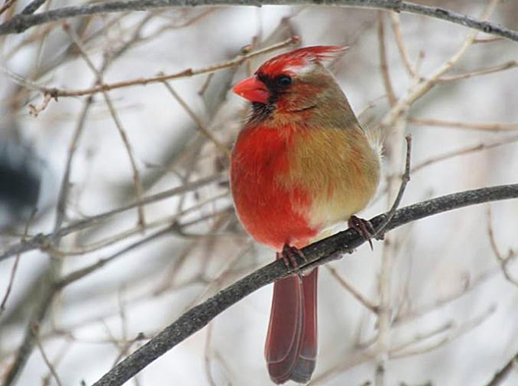 A cardinal of a different color
