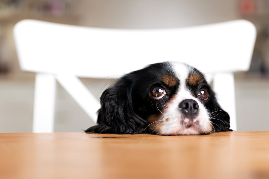 Saddest puppy sale ever