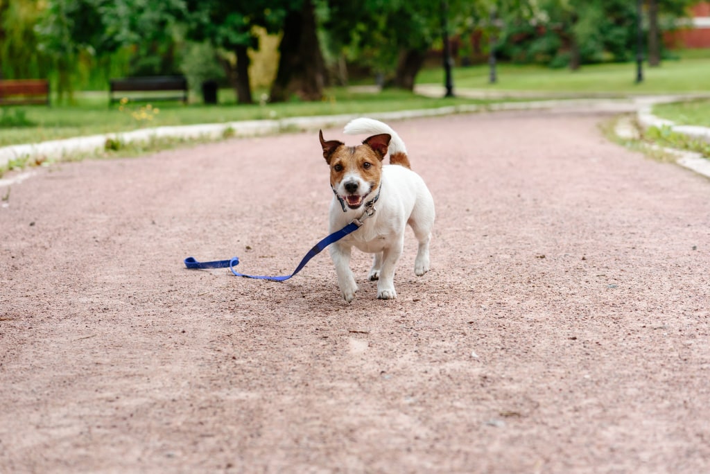 What to do if your dog or cat goes missing and how to avoid it