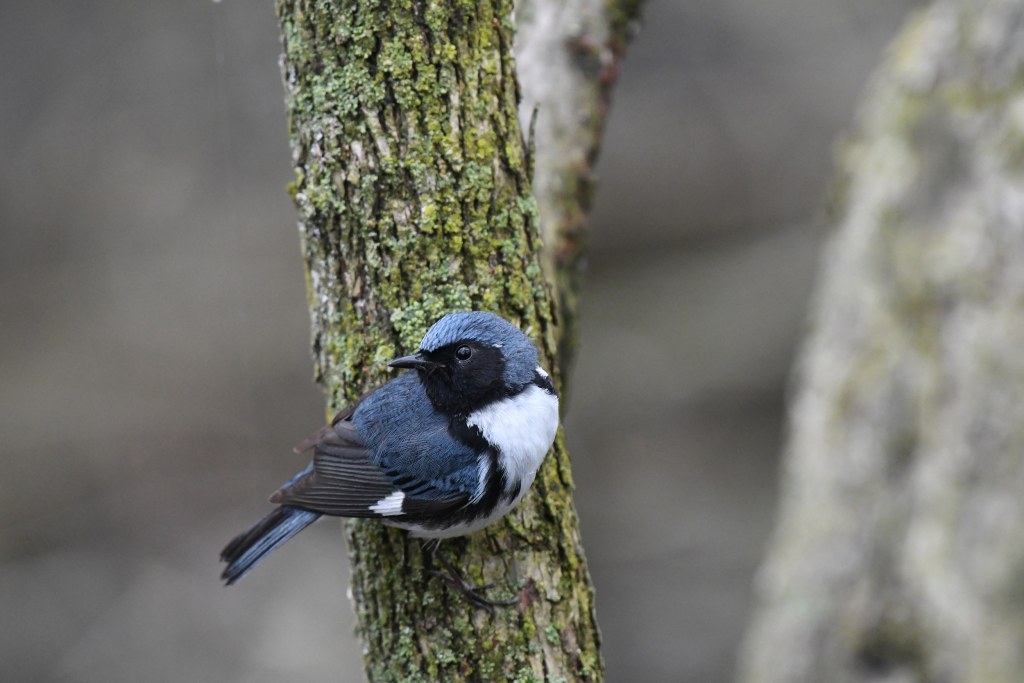 A climate-sensitive bird hints at global warmings lasting impact