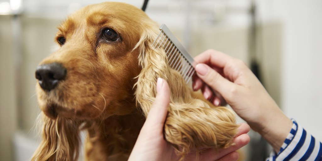 best pet grooming tools