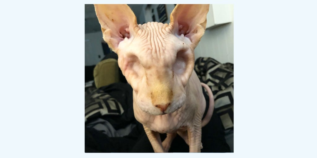 Cats bald top