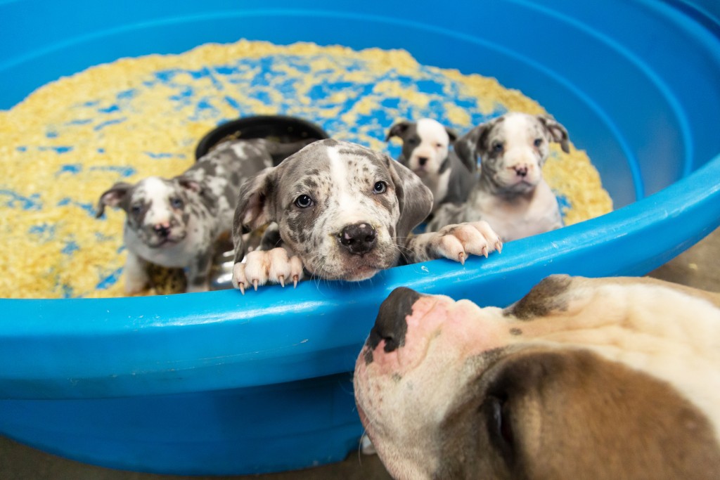 https www nbcnews com news animal news denver overturns pit bull ban after more 30 years n1246709