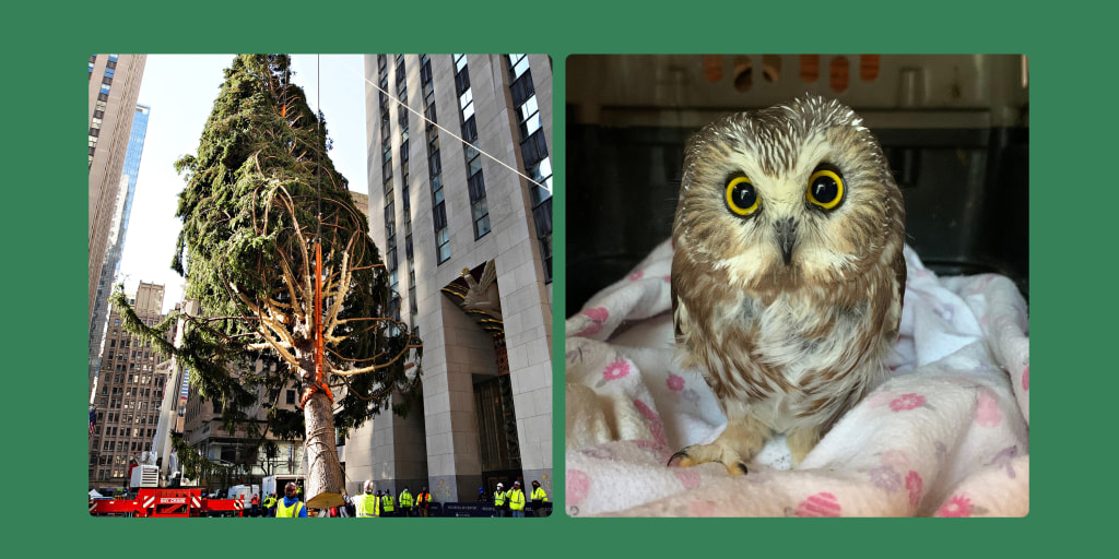 Rocky The Owl Christmas Ornament