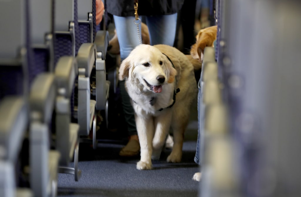 Dogs are the only service animals allowed to fly on passenger