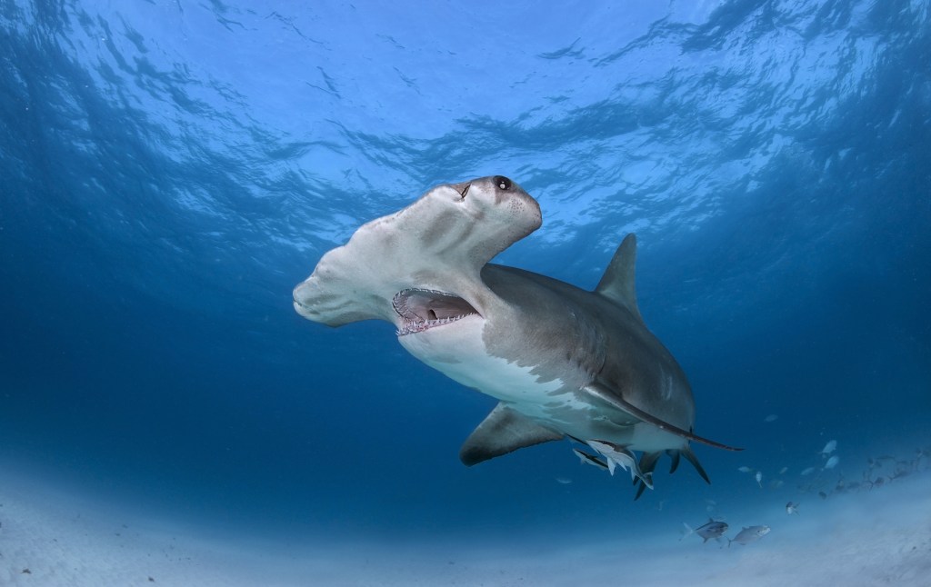 Фото акулы в море красивые More than 300 shark, ray species threatened with extinction, new report finds