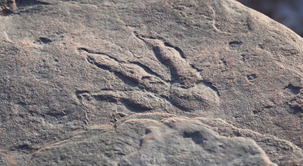 Four-year-old girl discovers 220 million-year-old dinosaur footprint at a  beach in Wales