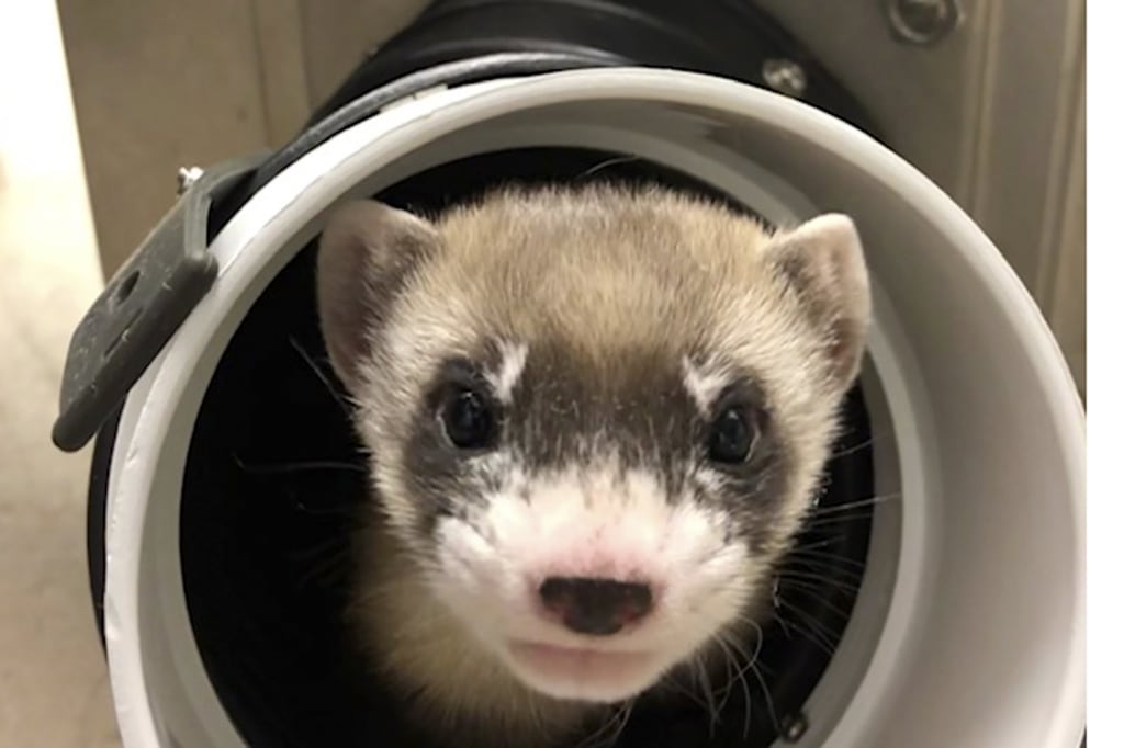 scientists clone the first u s endangered species