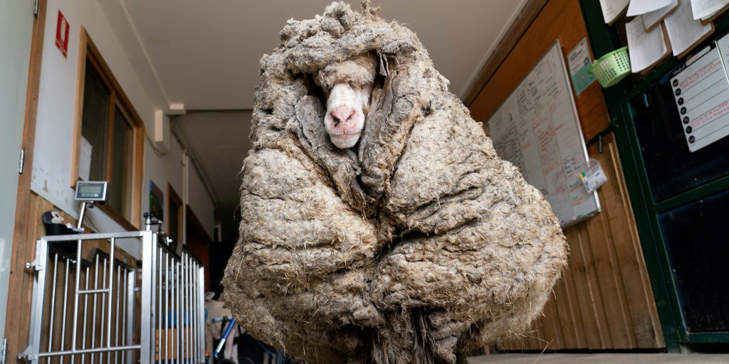 最終値下げCCU NEAT SHEEP REGULAR サイズ1美品 Old Plank Sheep 6' - Real Sheep Fur Large Sheep Sculpture.