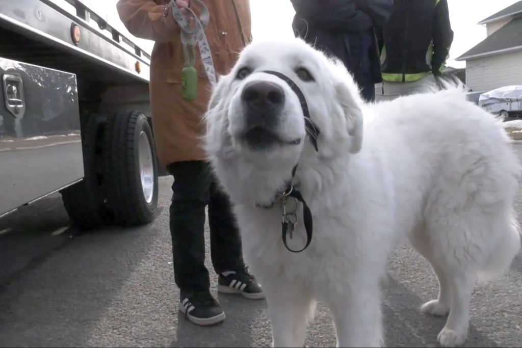 Great pyrenees seizures new arrivals