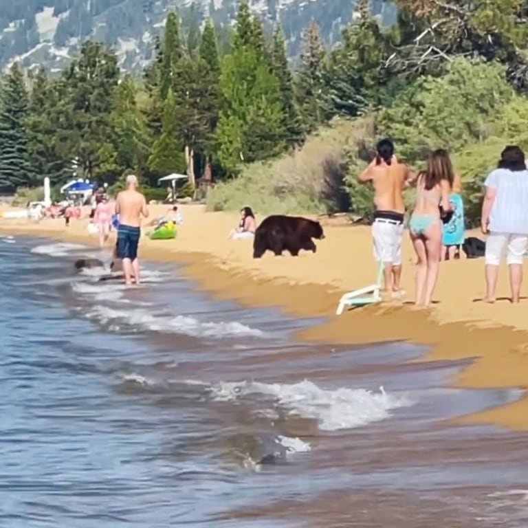 Медведи на пляже