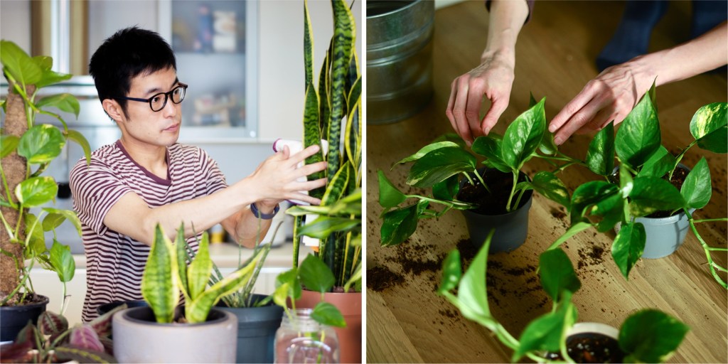 Low maintenance outlet indoor plants