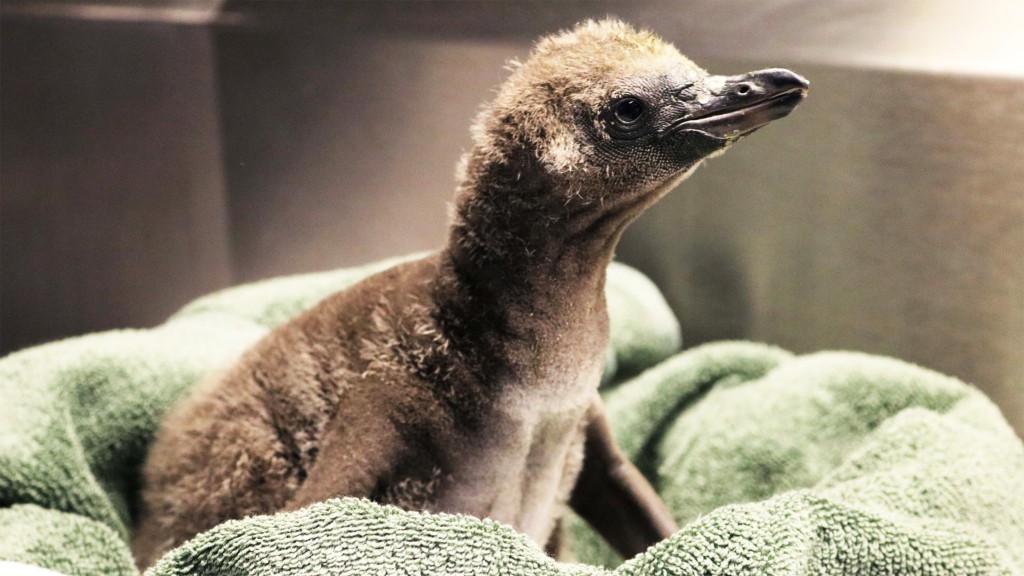 Gay penguins raise newly hatched chick at New York image