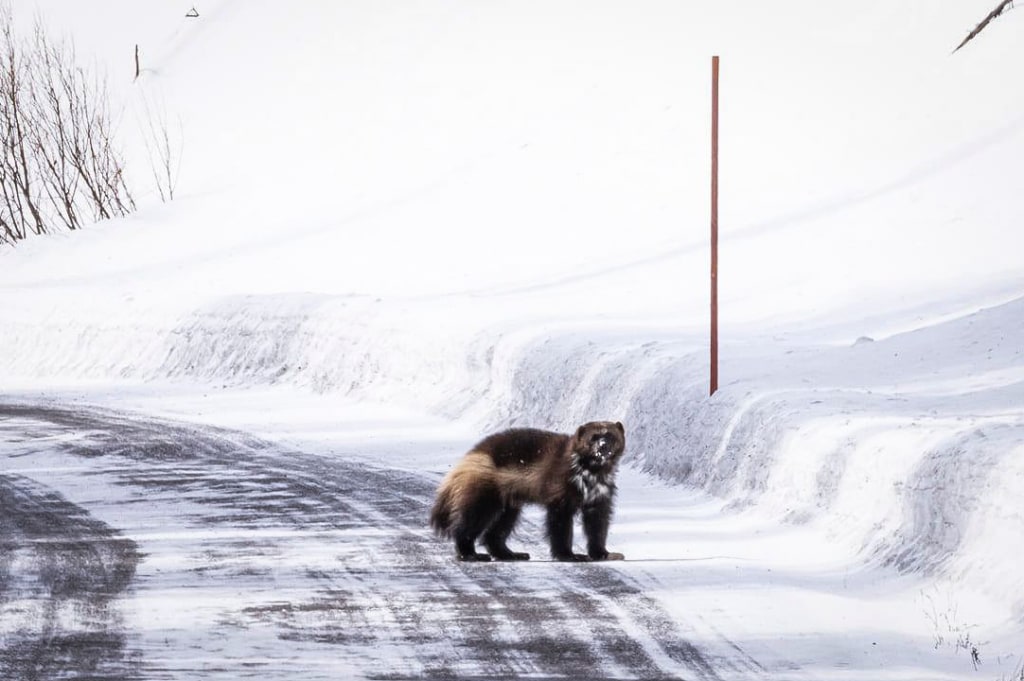 Rare wolverine photographed in Yellowstone National Park