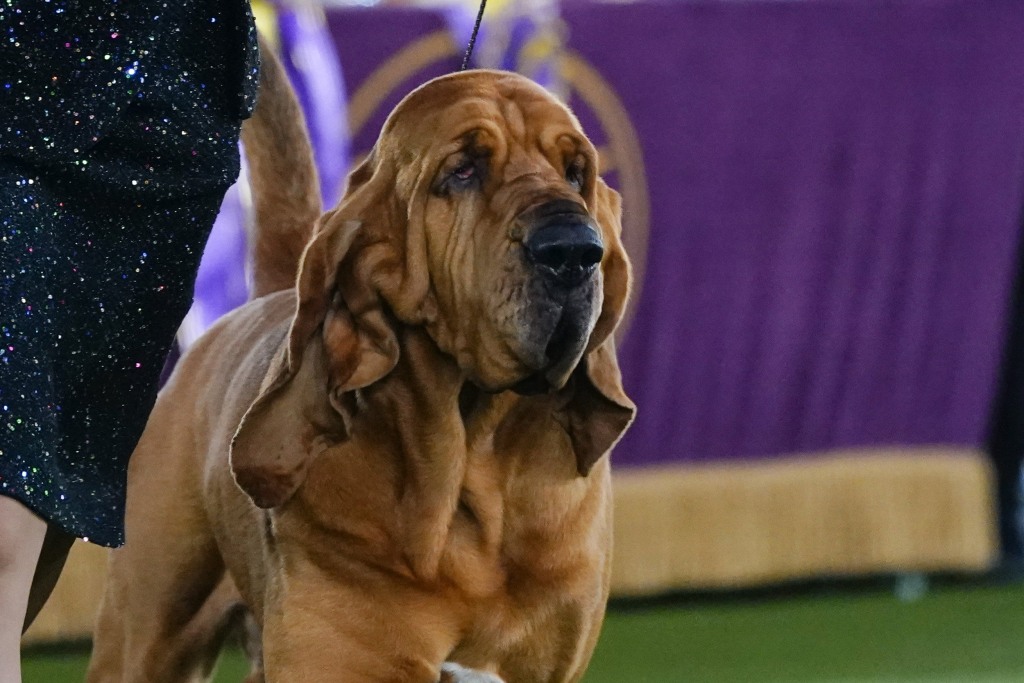 Trumpet Is First Bloodhound to Win Westminster Show