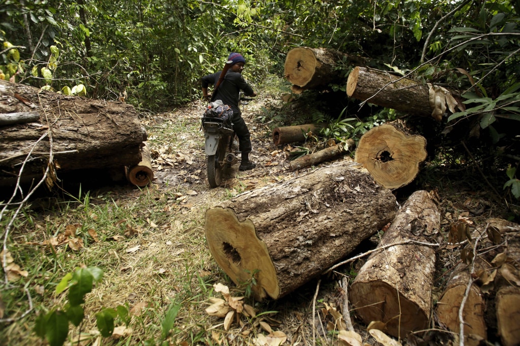 Deforestation in Brazilian  down 64% in November