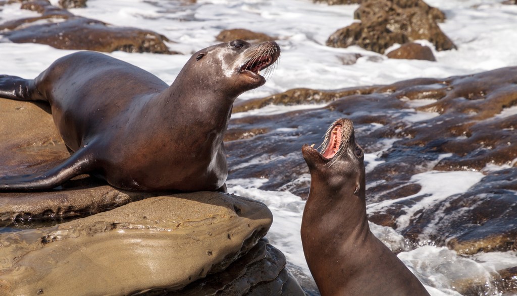 Sea lions chase away sunbathers in La Jolla cove