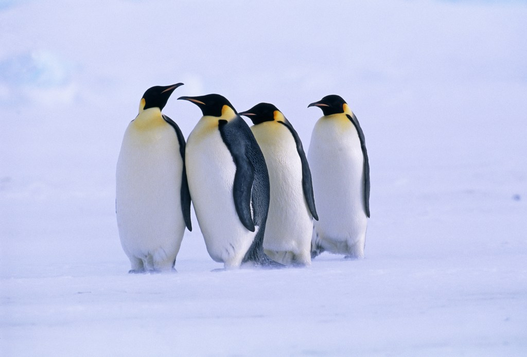 Emperor Penguin