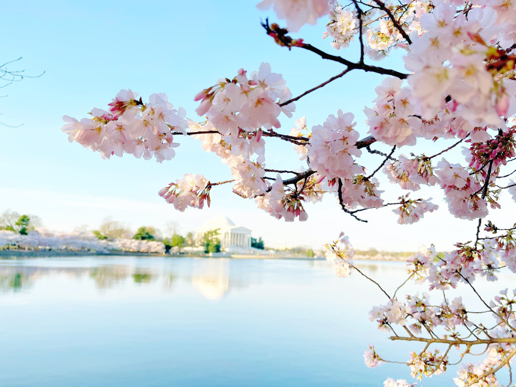 Here comes the bloom! Nats, Wizards honor DC's cherry blossoms