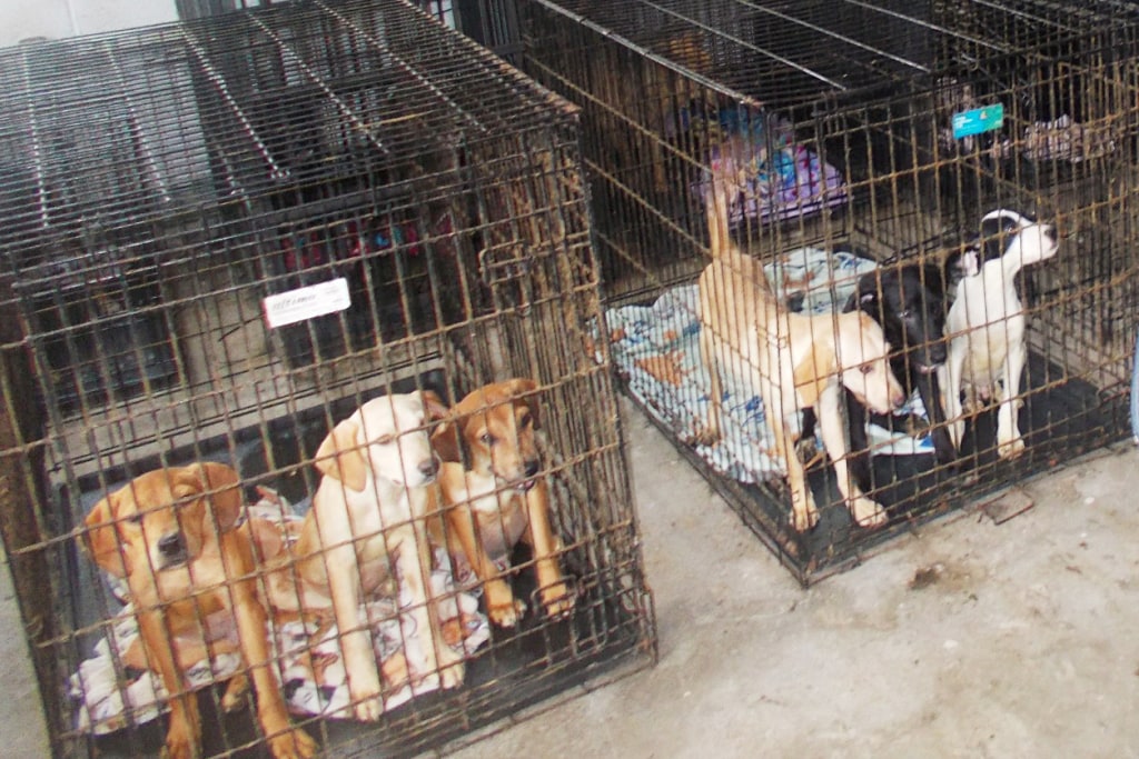 A Story of Bravery: How Two Boys Saved Over 30 Starving Dogs – New and Tips