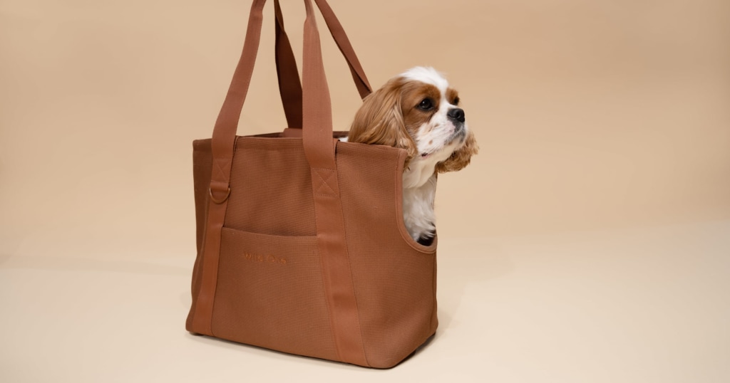 Dog Carriers - PUCCI Café