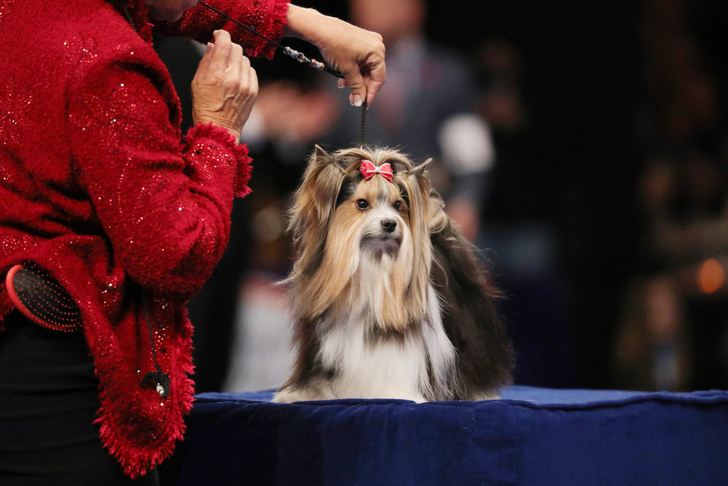 National Dog Show Oaks event showcasing the best breeds in 2021