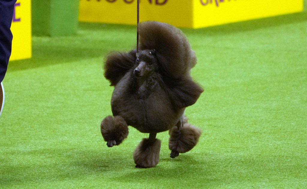 Westminster Dog Show Champion