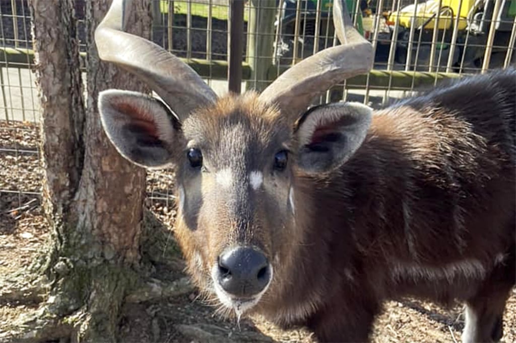 Antelope at Tennessee zoo chokes to death on plastic snack pouch cap