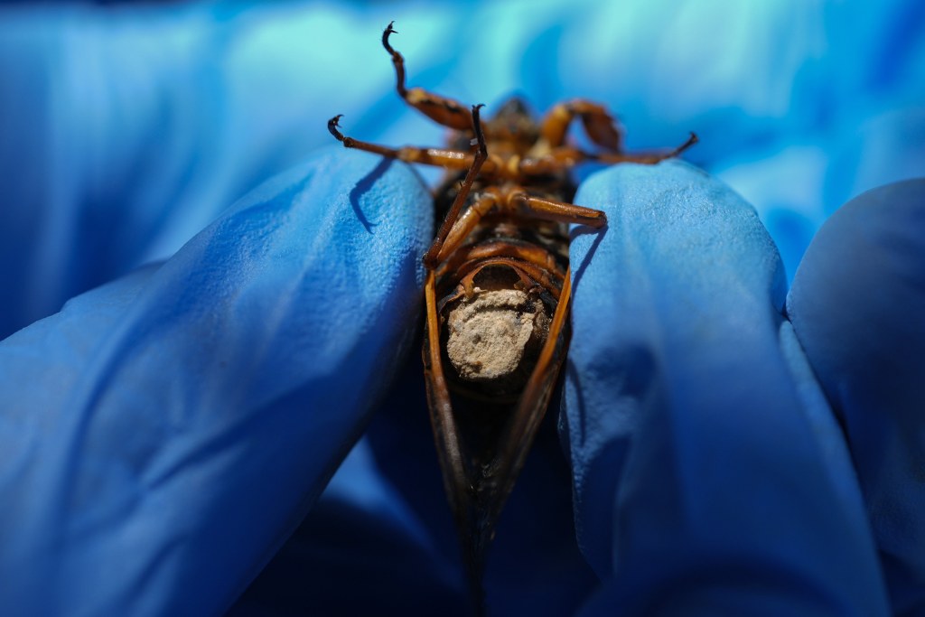 Collecting sex-crazed zombie cicadas: Scientists track bug