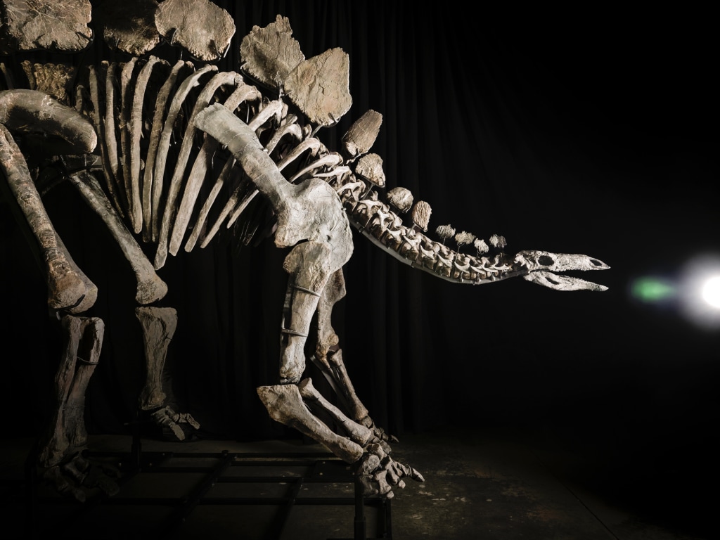 Stegosaurus skeleton fossil sells for record $44 million at auction