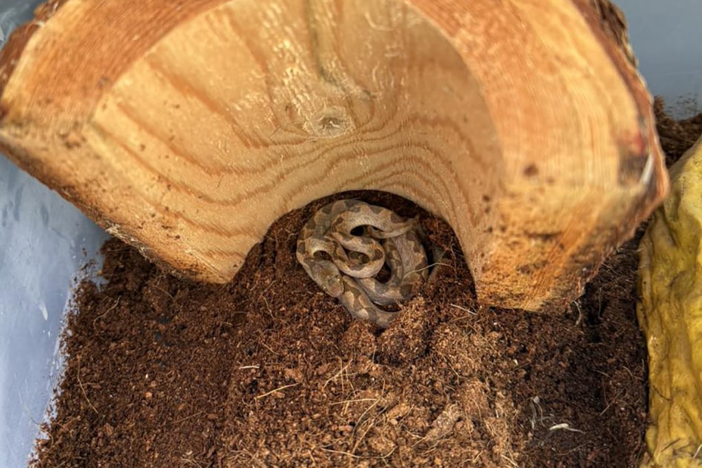 250218-Cat-eyed-Snake-aa-1031-