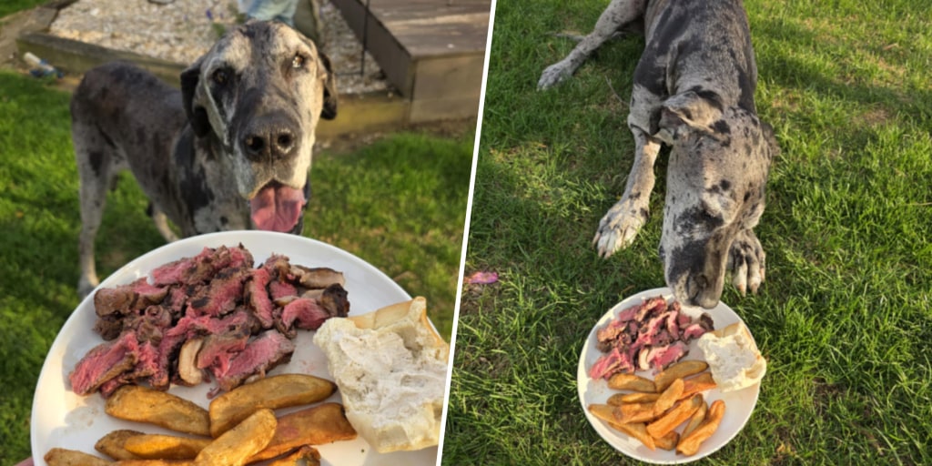 Texas Roadhouse Makes Dog's Last Meal Special
