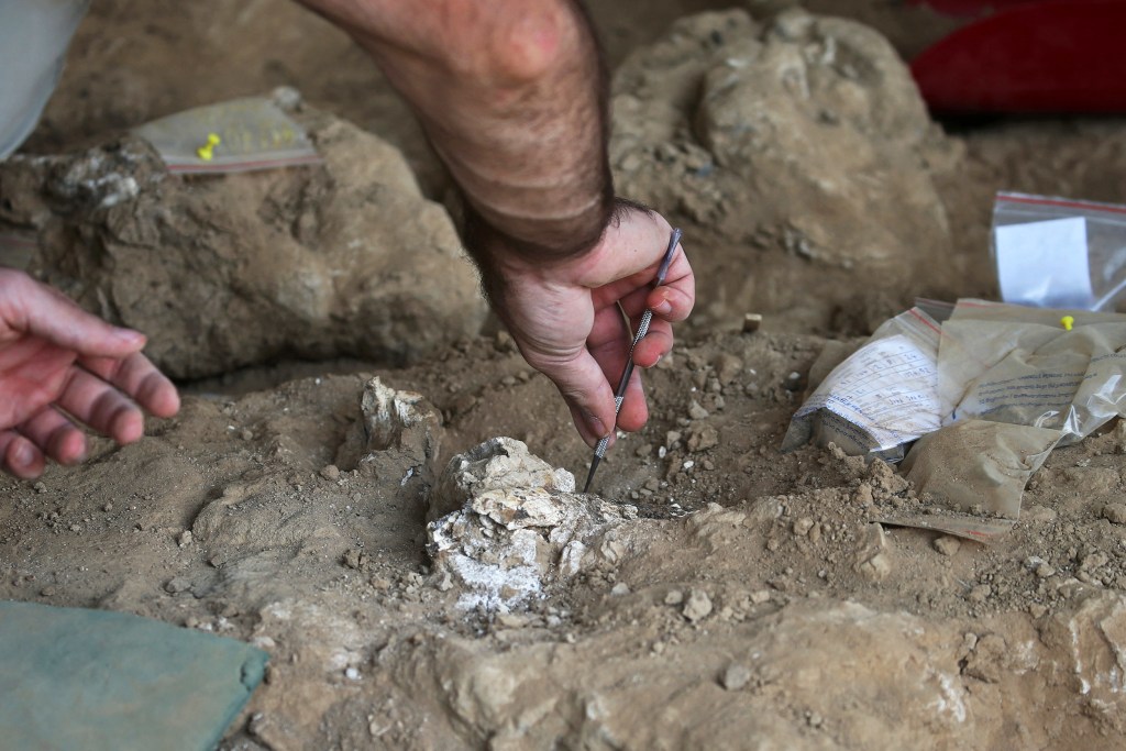 Archaeologists in Georgia unearth 1.8-million-year-old human jawbone