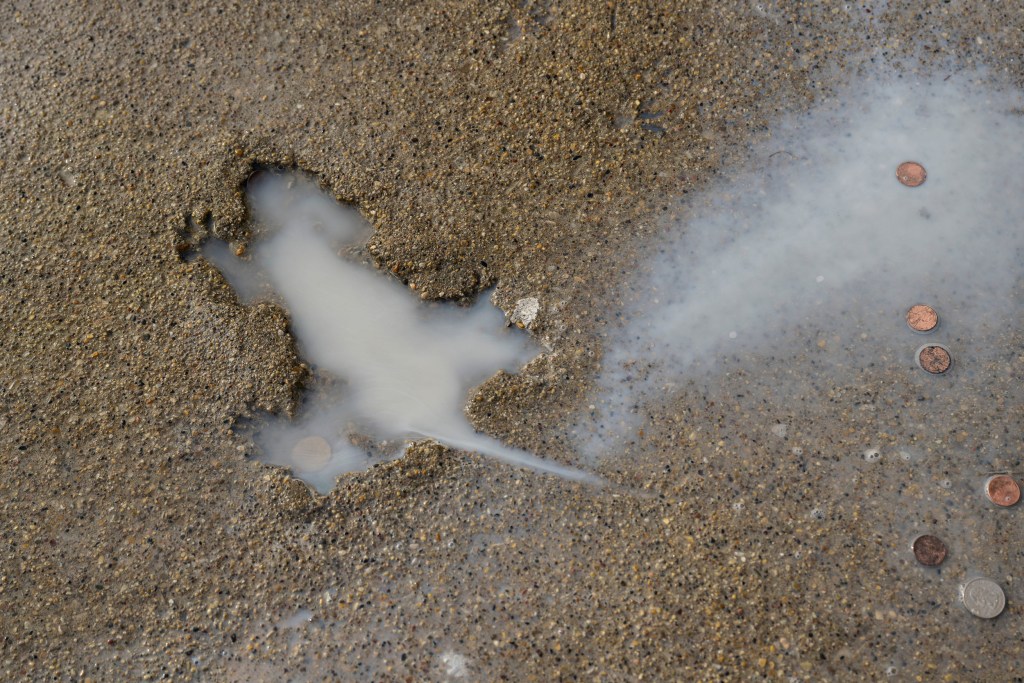 Tom　鴉　深瀬昌久　Rat Hole Gallery 251016-rat-hole-mb-0858-c8657b.jpg