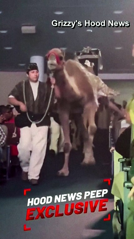 251217-nativity-camel-kick-ew-