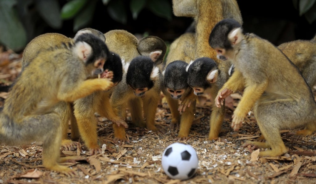 Monkeys play soccer at the London Zoo.