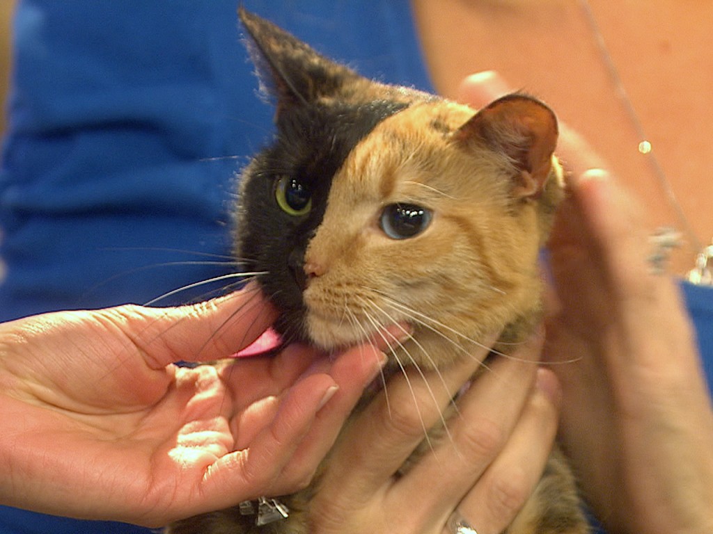 Half black half ginger cat sales