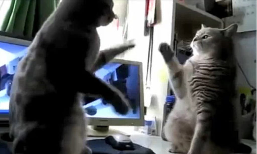 Cat's playing patty cake so adorable.🫶 #cats #catsplaying #hillarious... |  TikTok