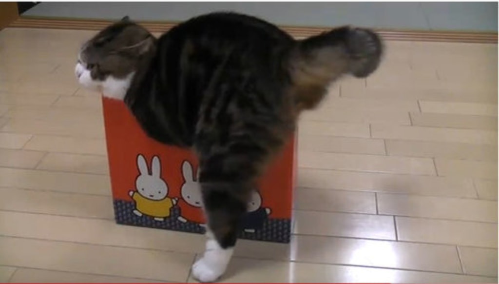 Fat cat in deals box