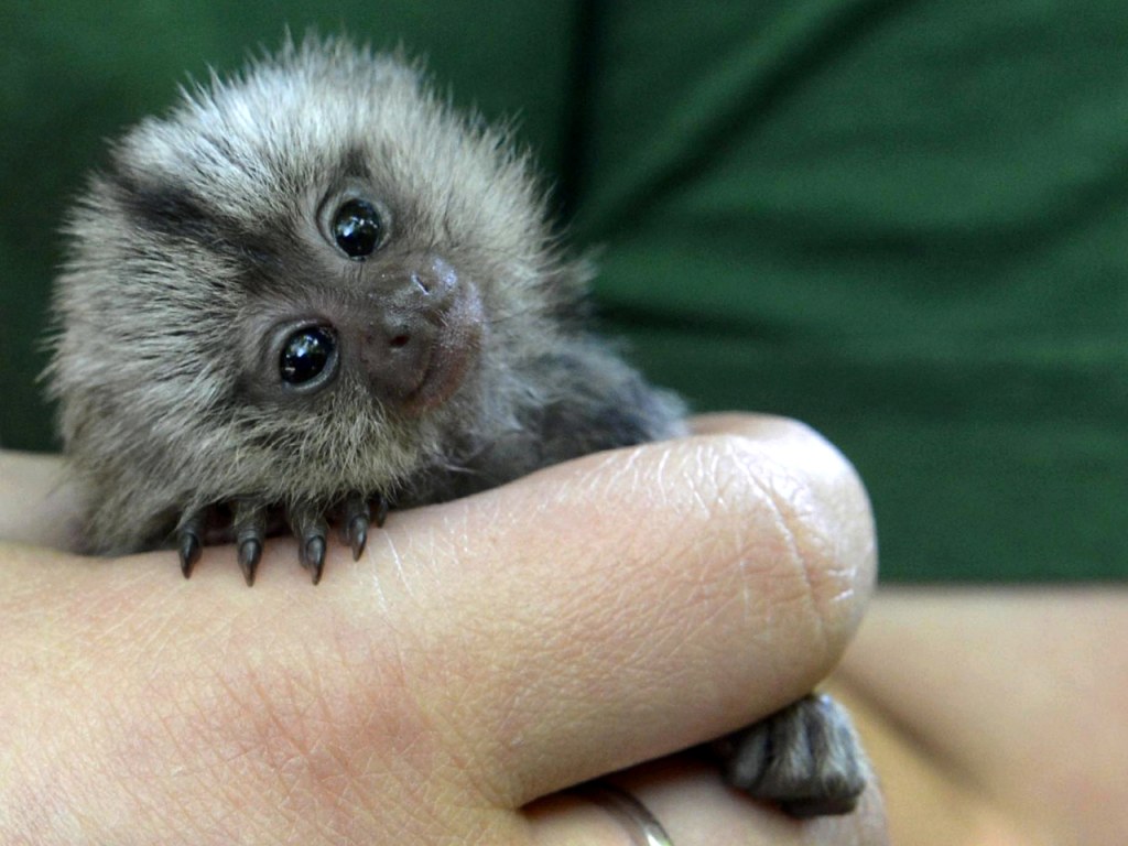 Newborn Finger Monkeys Tiny Adorable Marmoset Monkeys Babies