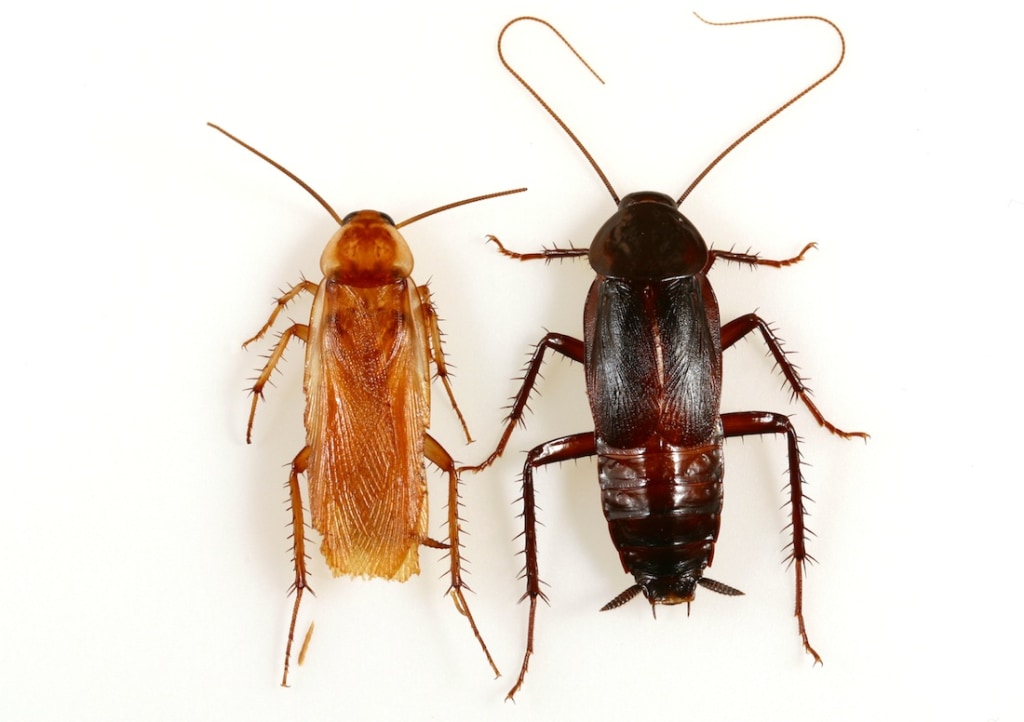 Oriental roach shop