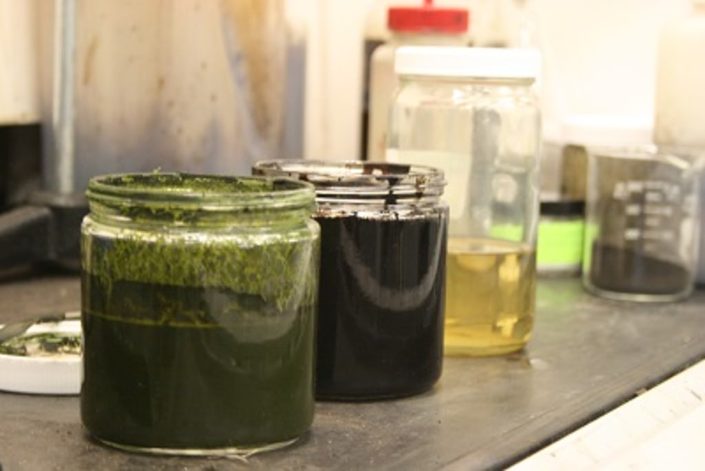 Algae converted to crude oil in less 