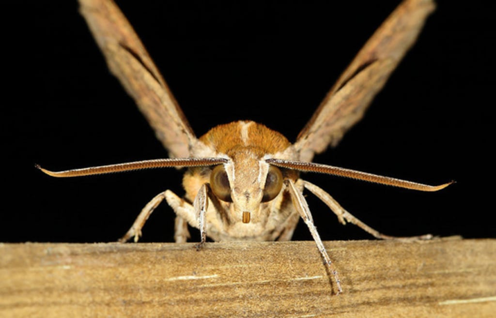 why is my butterfly vibrating Help! This guy has been been vibrating like this for nearly half an hour,  he looks like he’s fighting paralysis, can I help him? main image 0