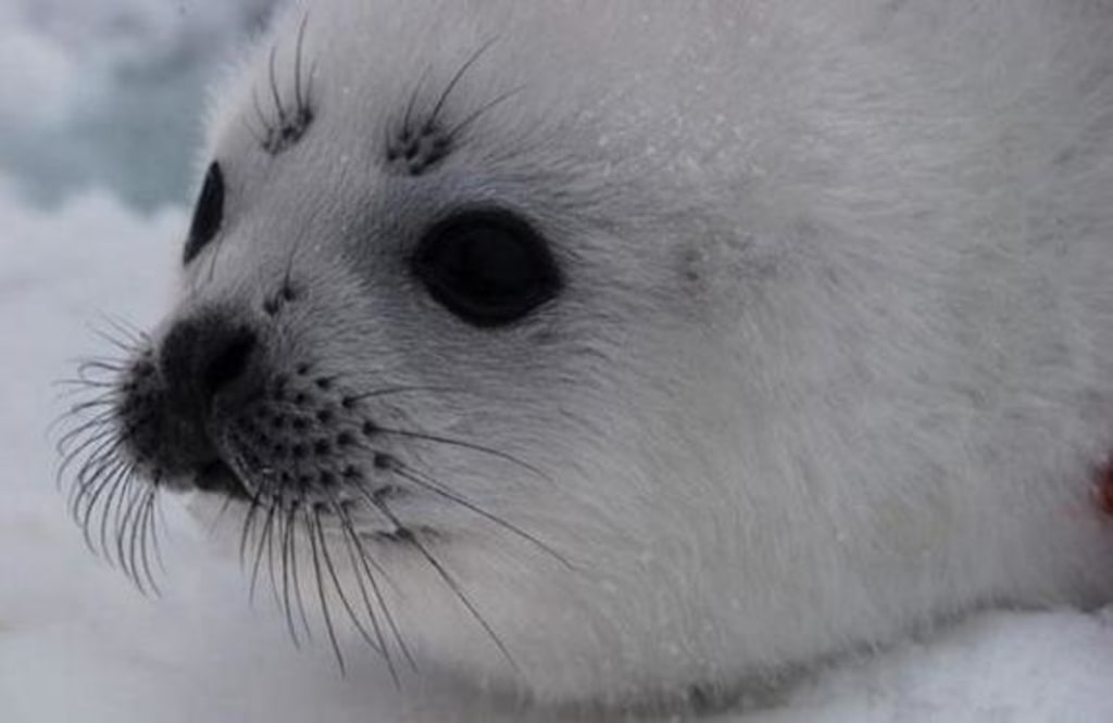 Seals stranded on US coast because of ice decline