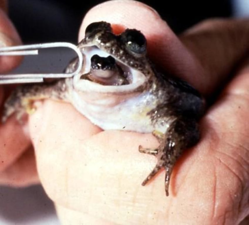 Darwin parents urged to vacuum up gecko and frog poo amid spike in