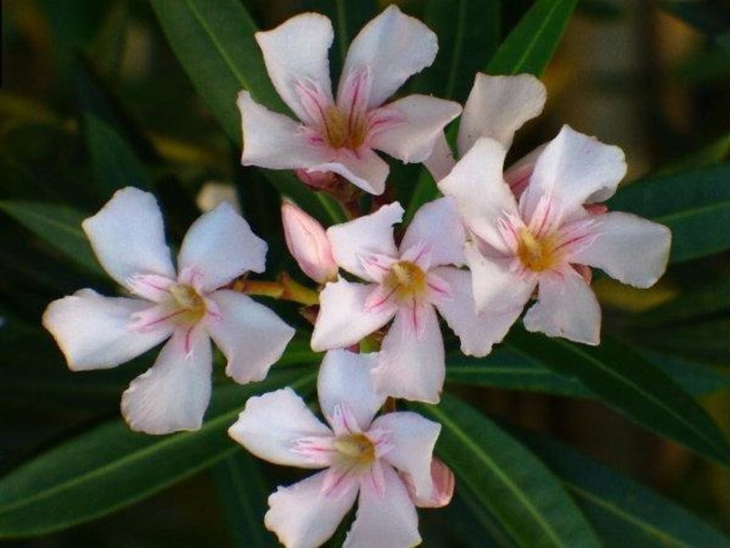 What does the petal do in a store plant